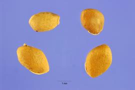   Seeds:   Morus alba ; Photo by S. Hurst, USDA-NRCS Plants Database
